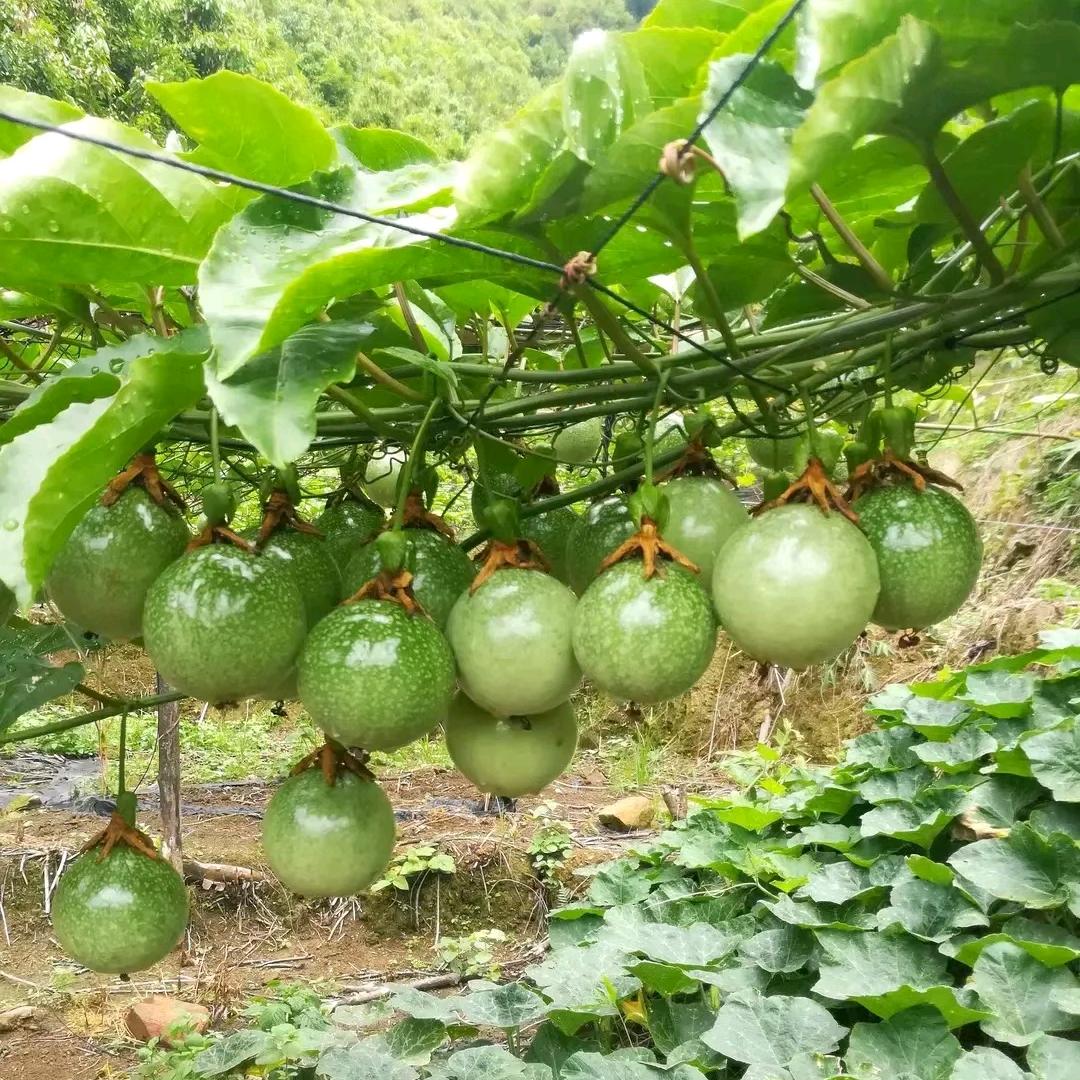广西岑溪市筋竹松岭工艺榄