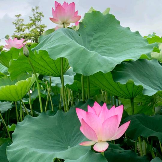 大溪水与森林木