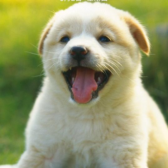 一坨八二年的牛粪