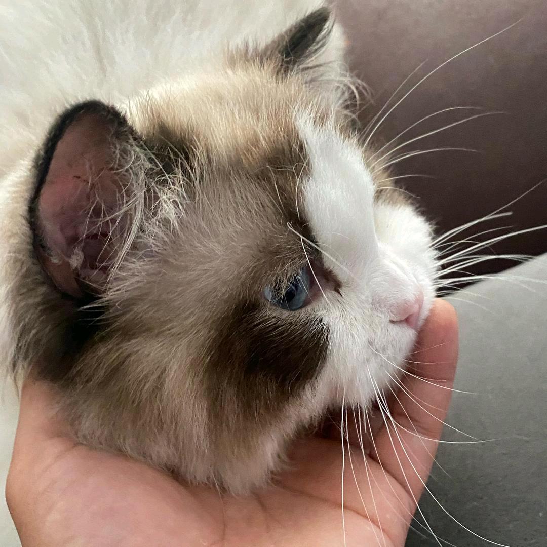 擦边审核大队长