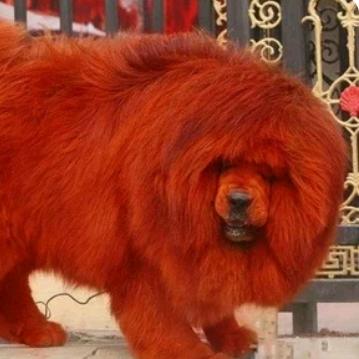 猖狂哥