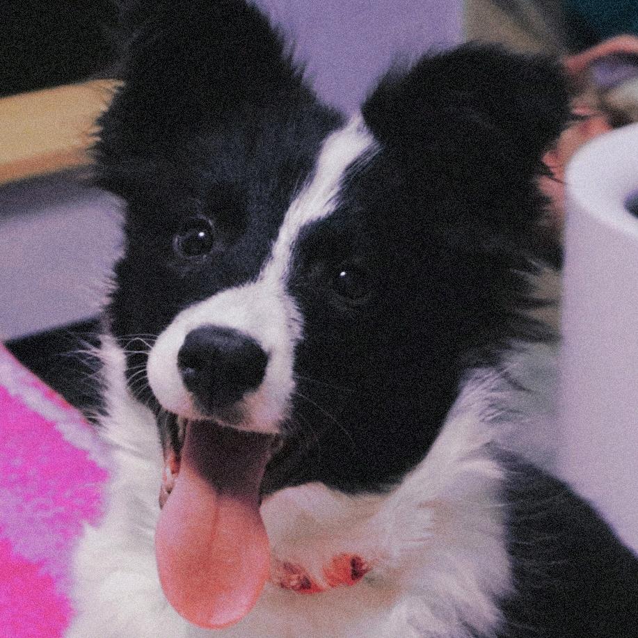 我的边牧叫多多