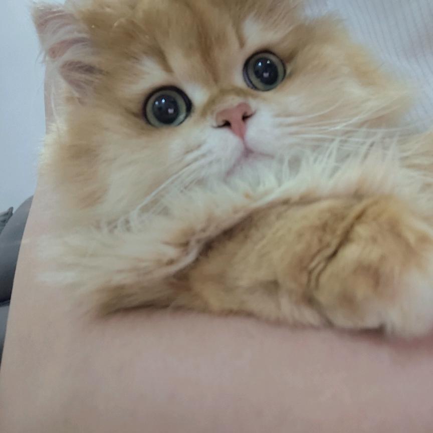 云岛