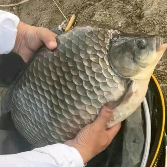 海浪沙🌊爱钓鱼