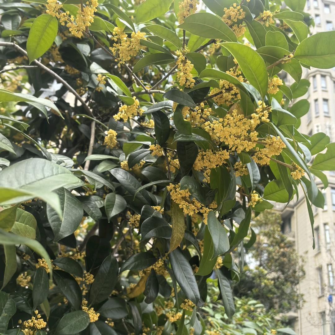 平安顺遂