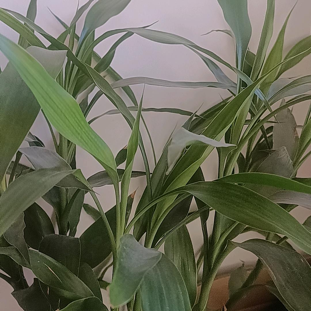 向阳花