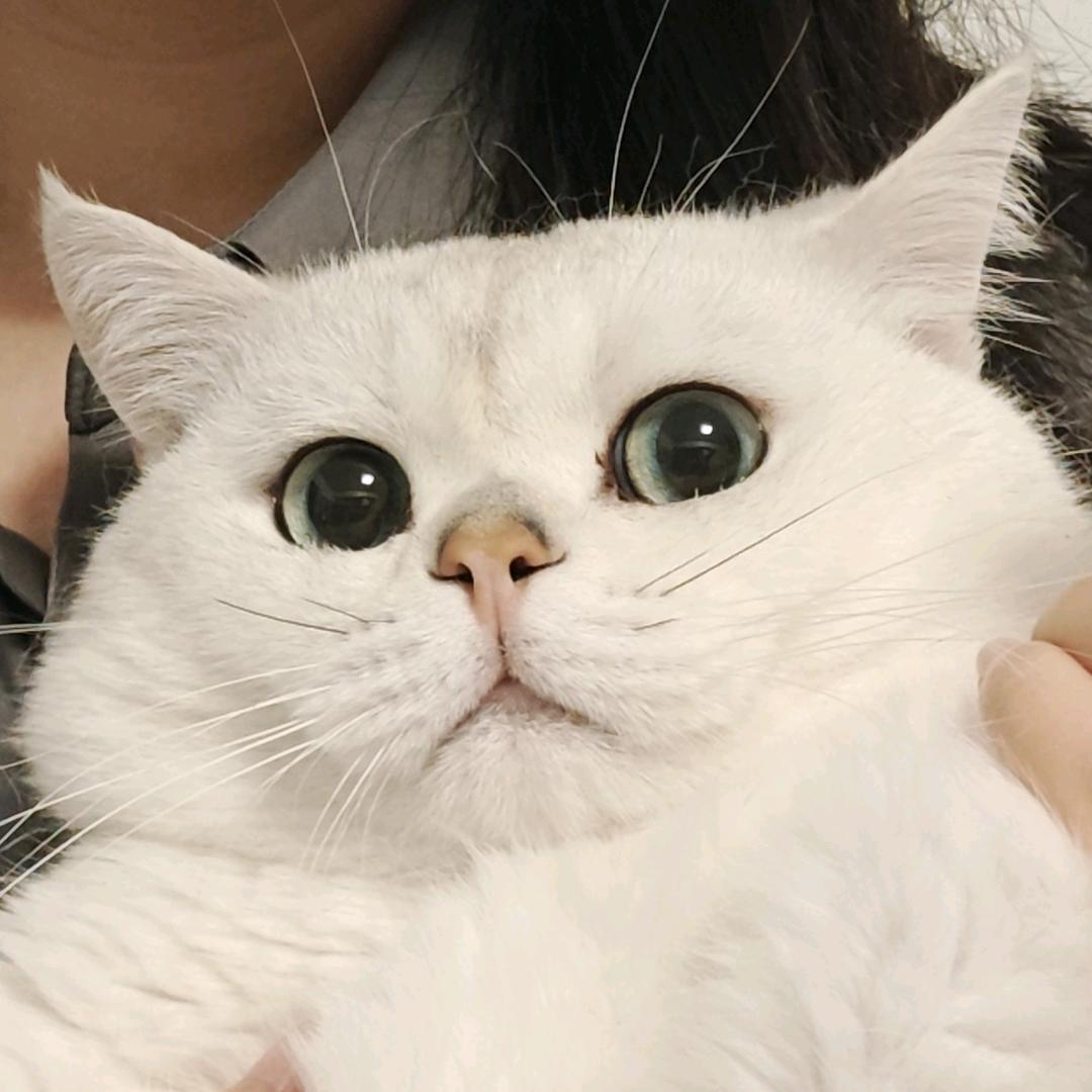 不吃葱星人