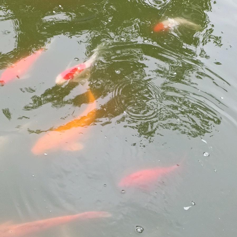 暴怒