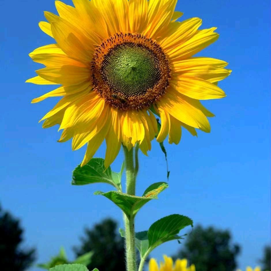 向日葵🌻的微笑