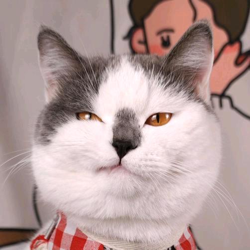 黑暗料理猫王