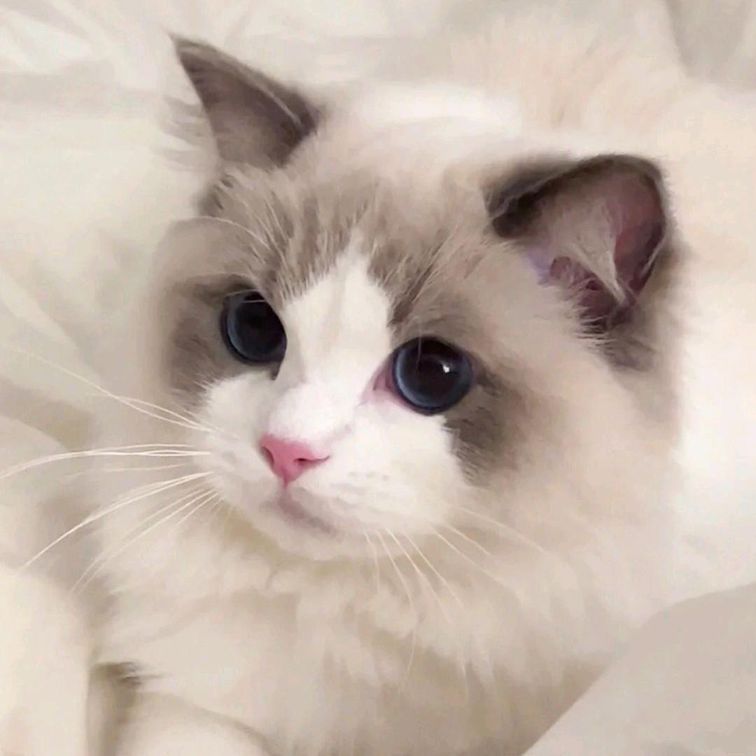 墨白（冲1000粉）