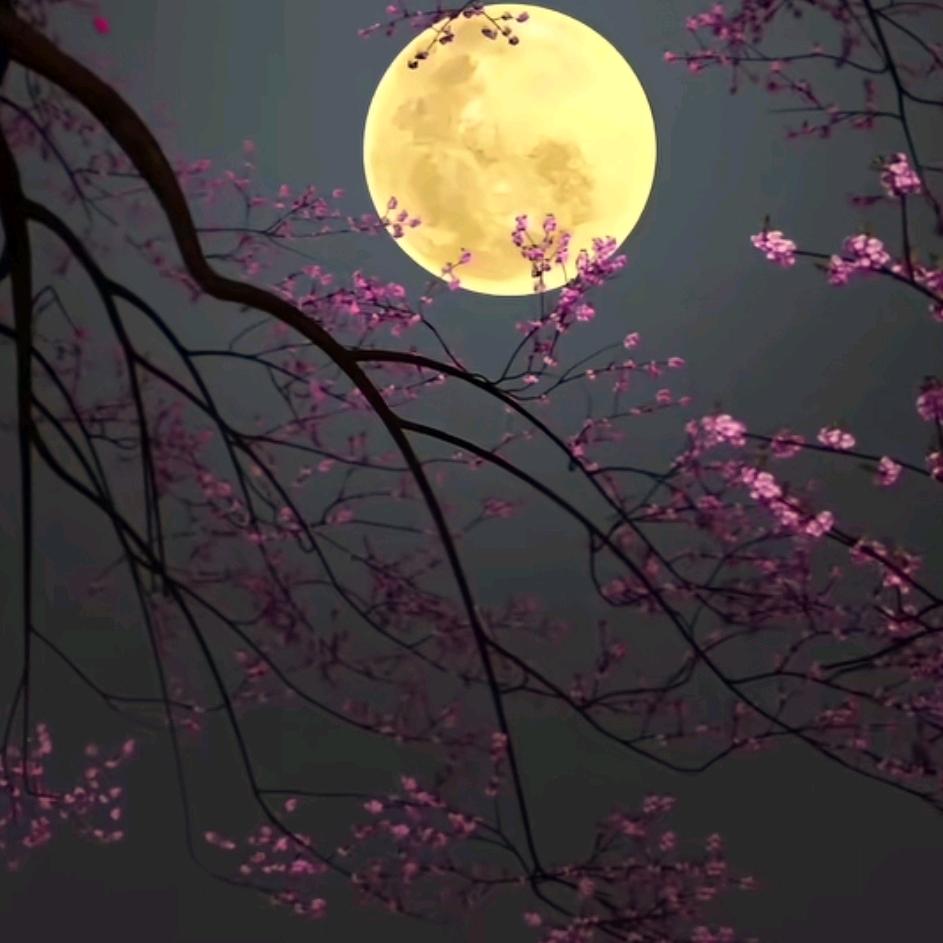 深夜港湾🍃🌸