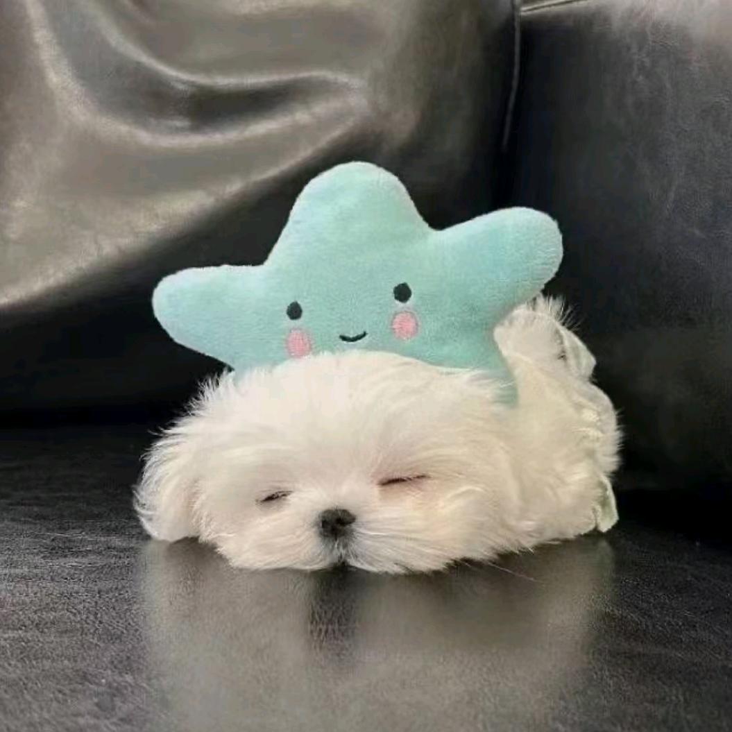 痘痘的黑头