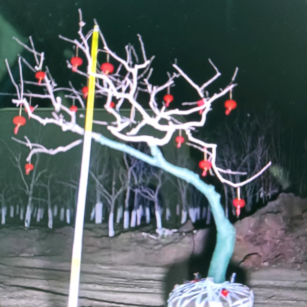 龙爪火晶柿子树