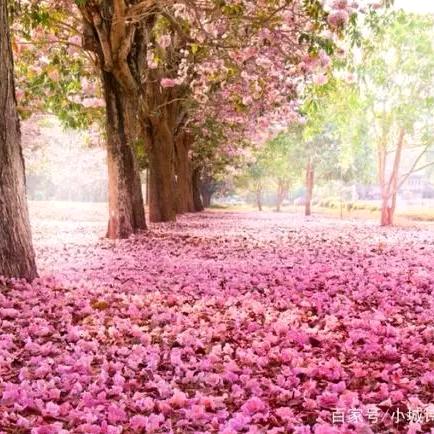 🌸樱花🌸