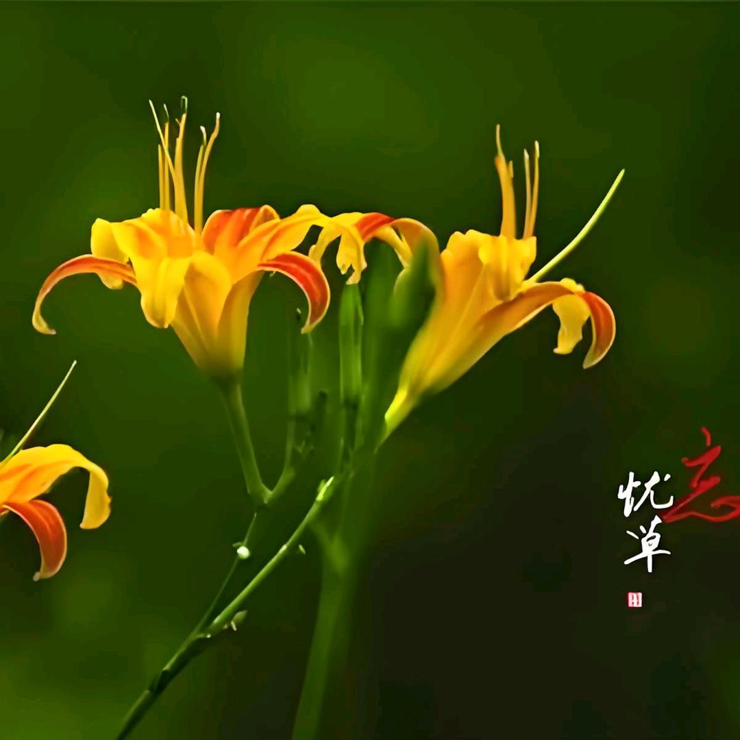 忘忧