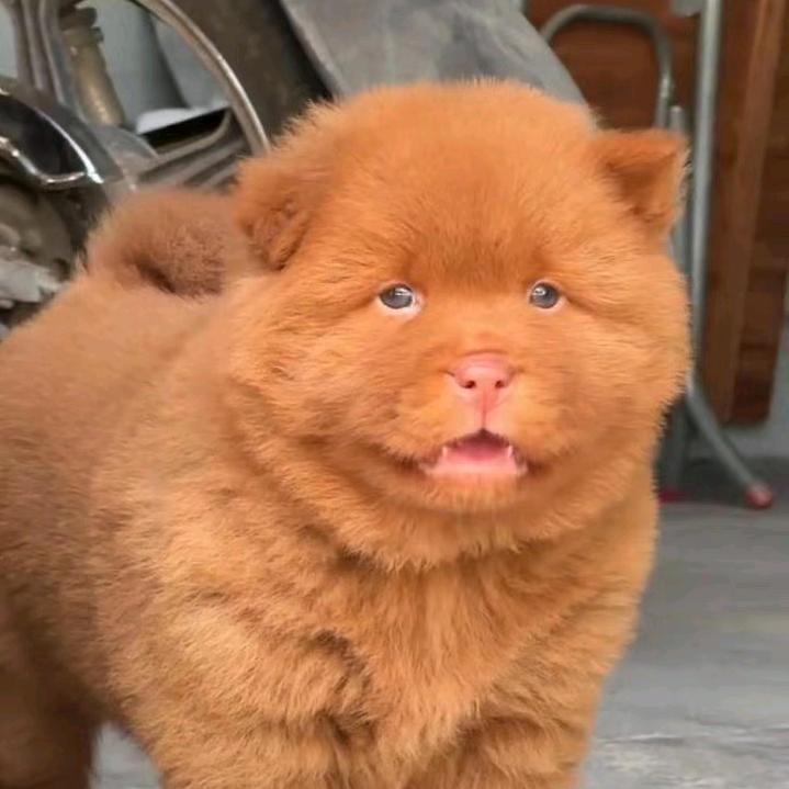 诚丰田园犬