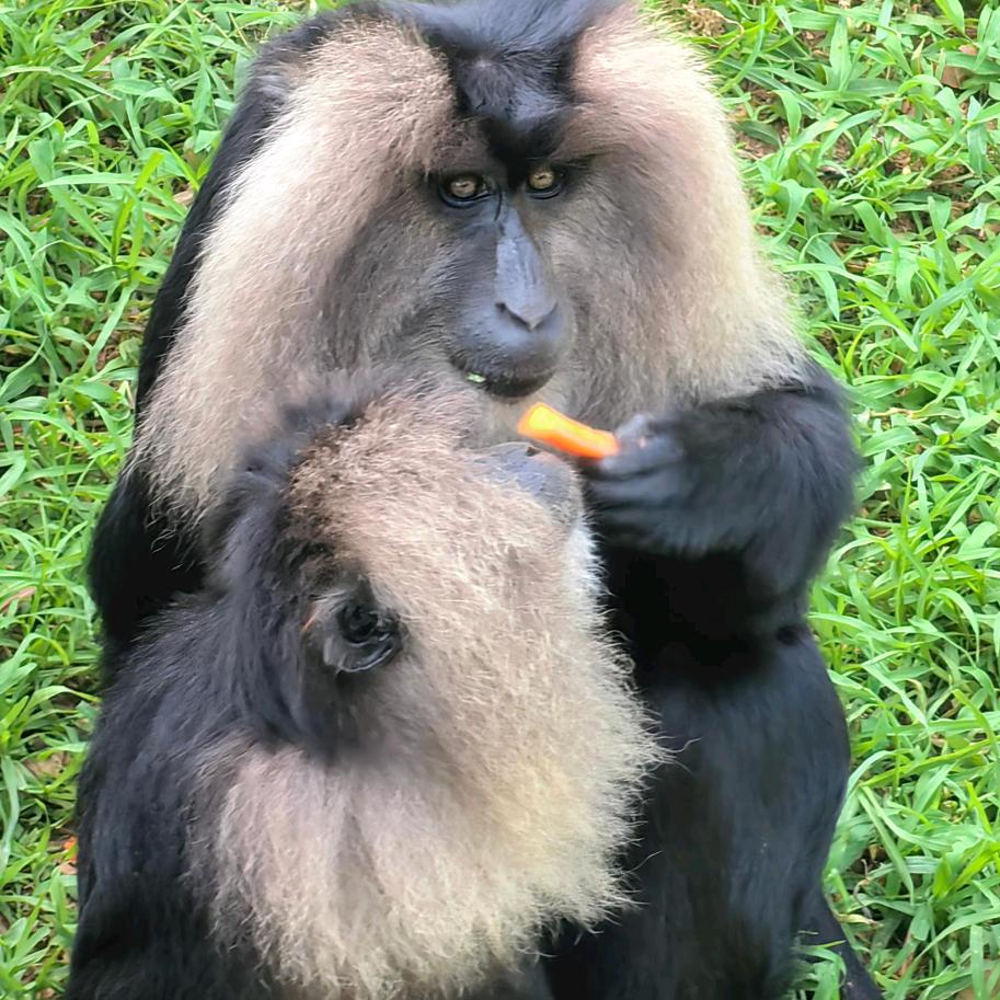 吃葱花，不吃香菜！