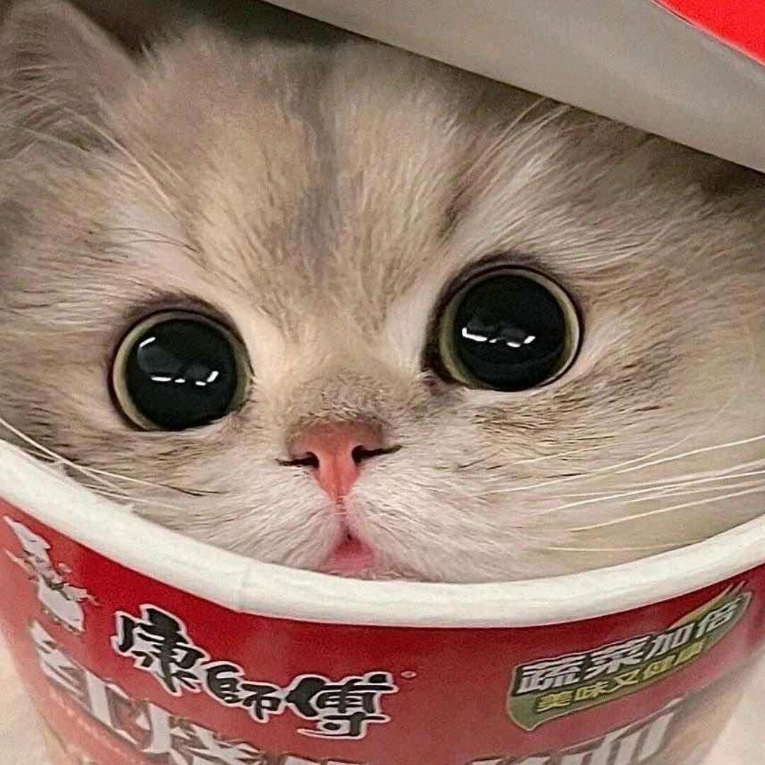 心为伊醉