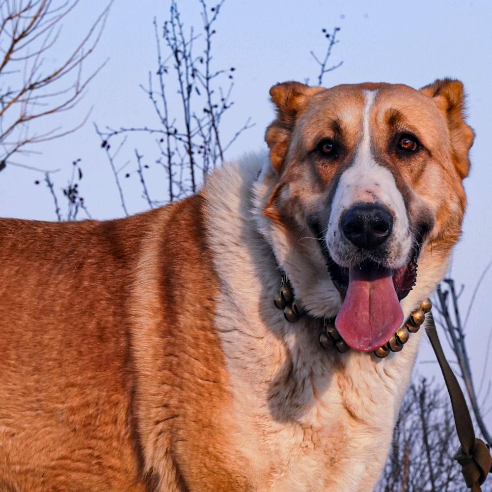 山西博跃猎狼狗场