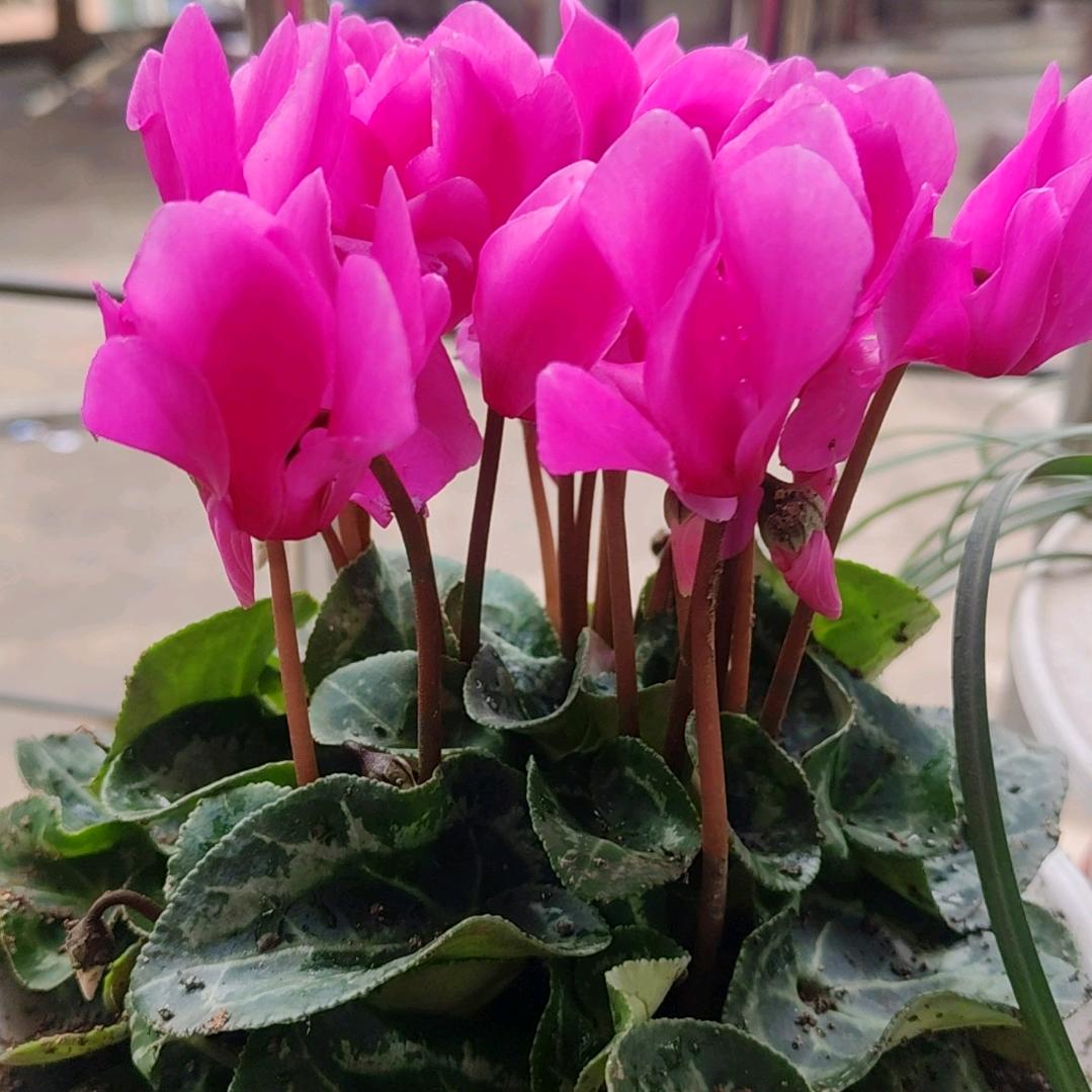 花开四季