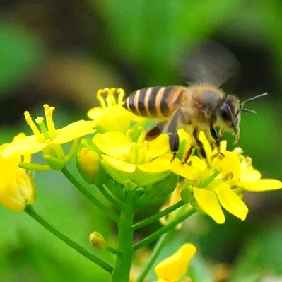 🐝( ˙˘˙ )