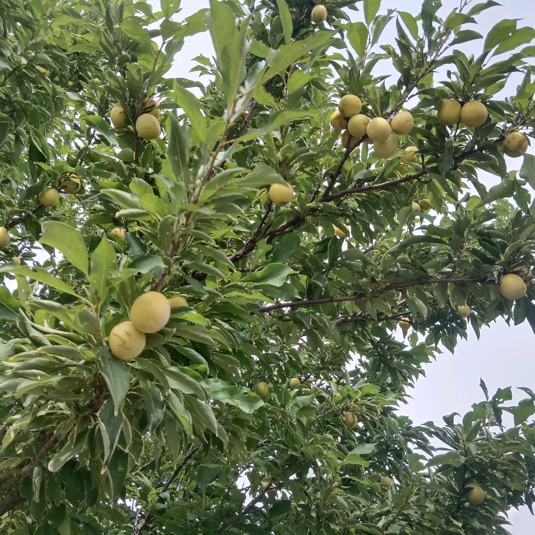 悔恨