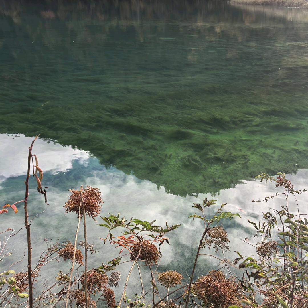 息斯敏—茶花开了