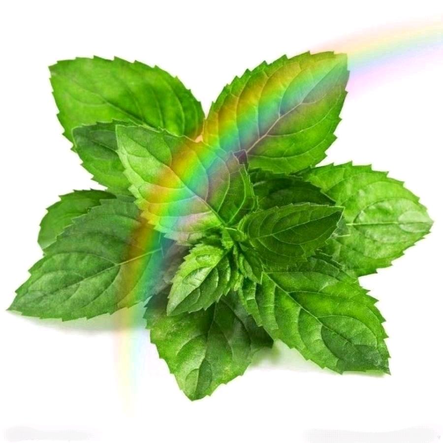 💞薄荷微凉♪᭄)