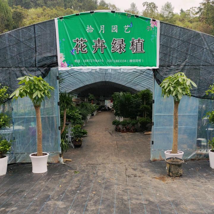 恩施市拾月花卉种植基地