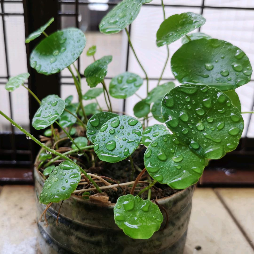jingjing