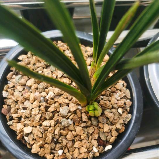 宠兰（阳台养兰）