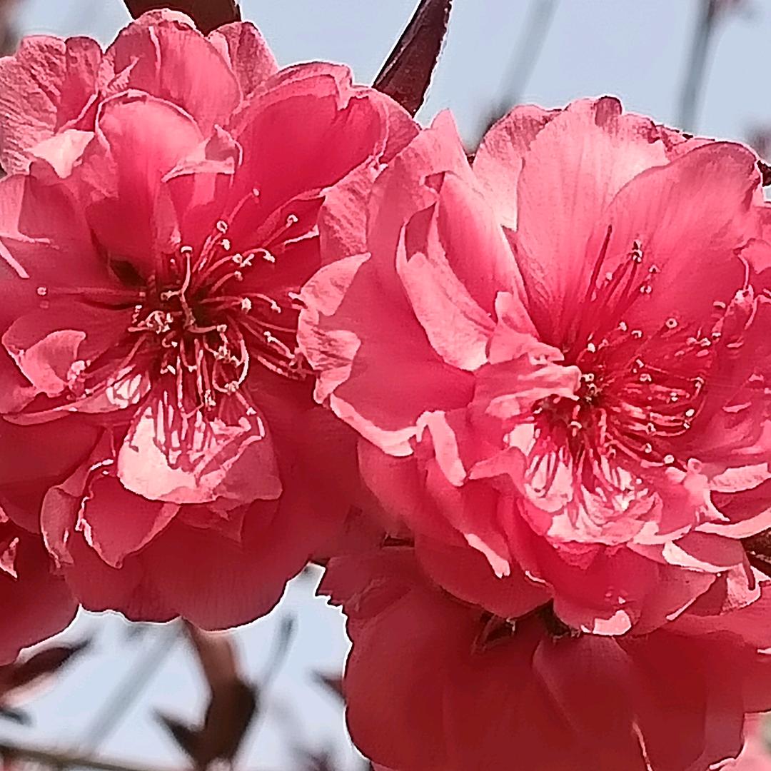 桃李满天下