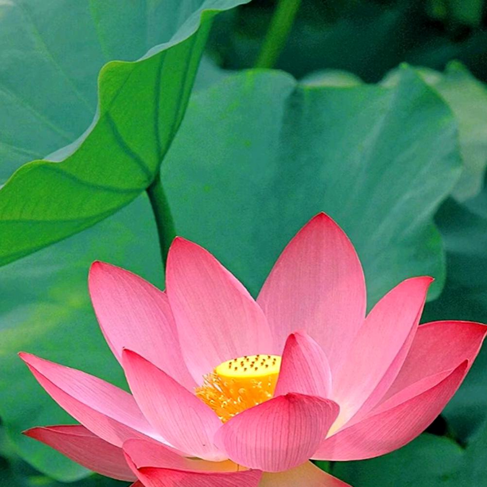 美丽的春天🌷