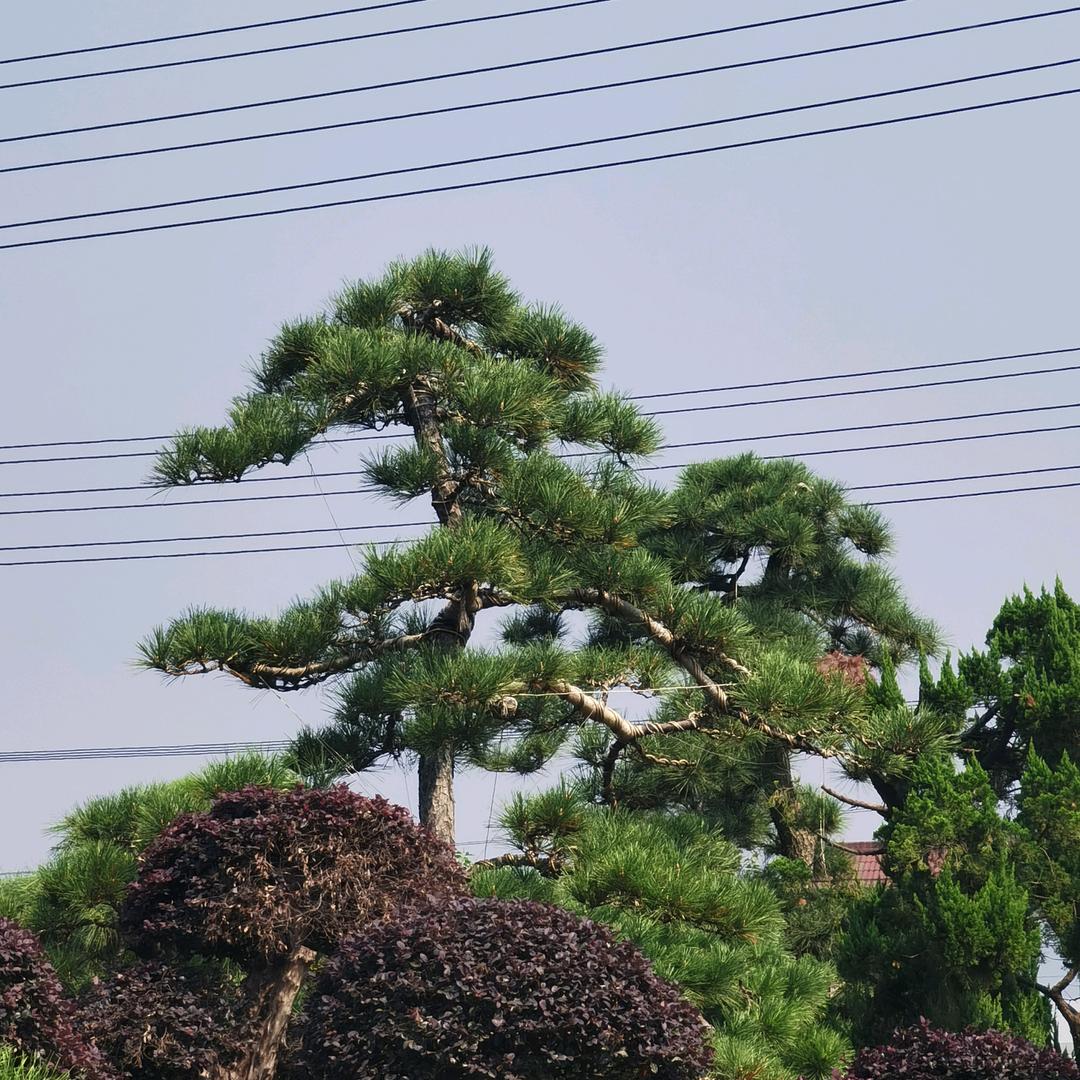 华兴造松翁团队