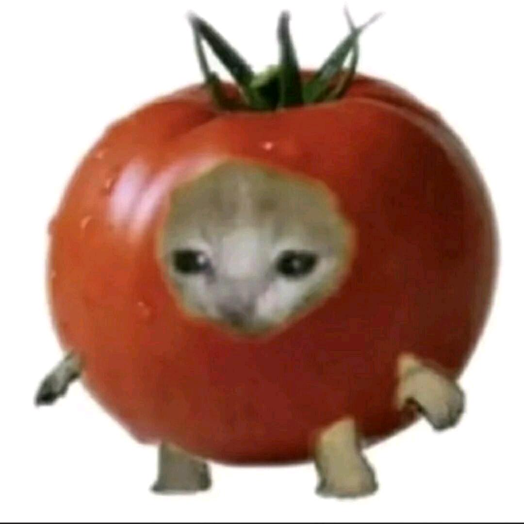 哭泣的番茄