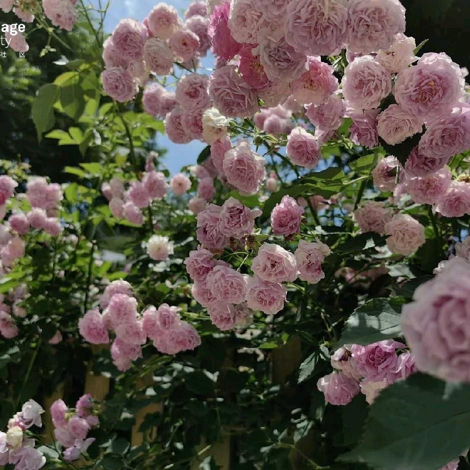 ？一生平安