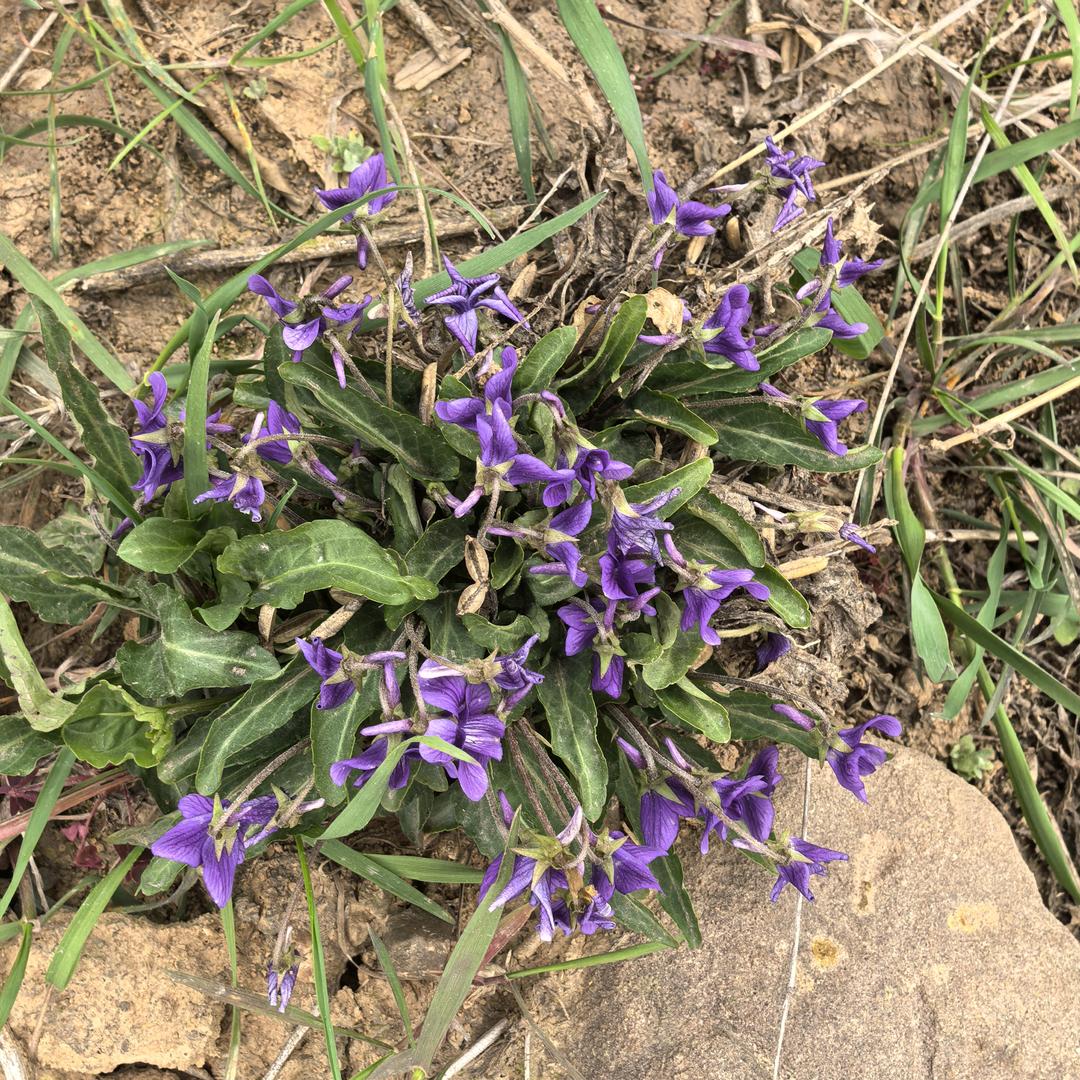 跟清晨的大妈抢鲜菜