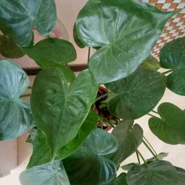 好（郝）运