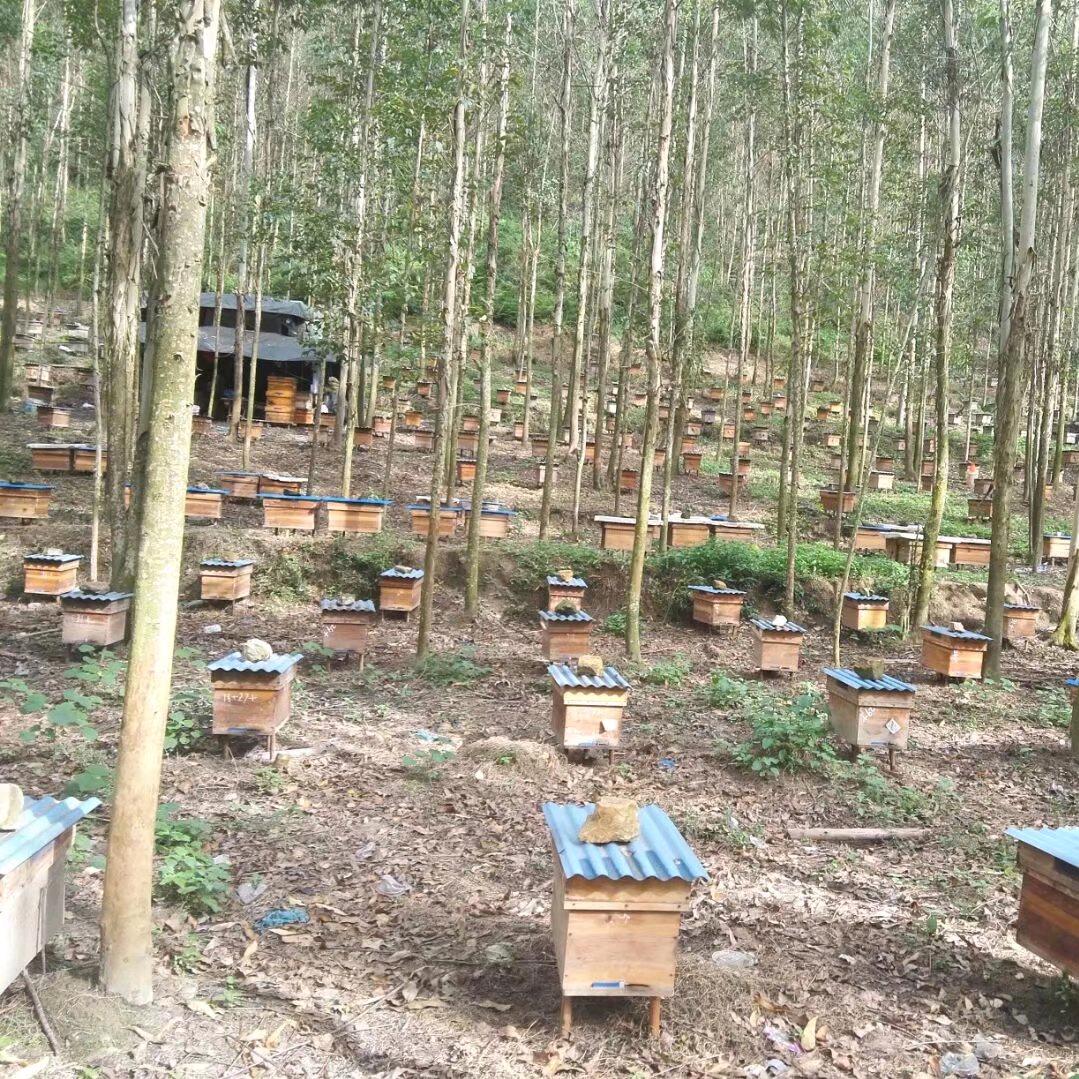 大盛蜜蜂养殖基地