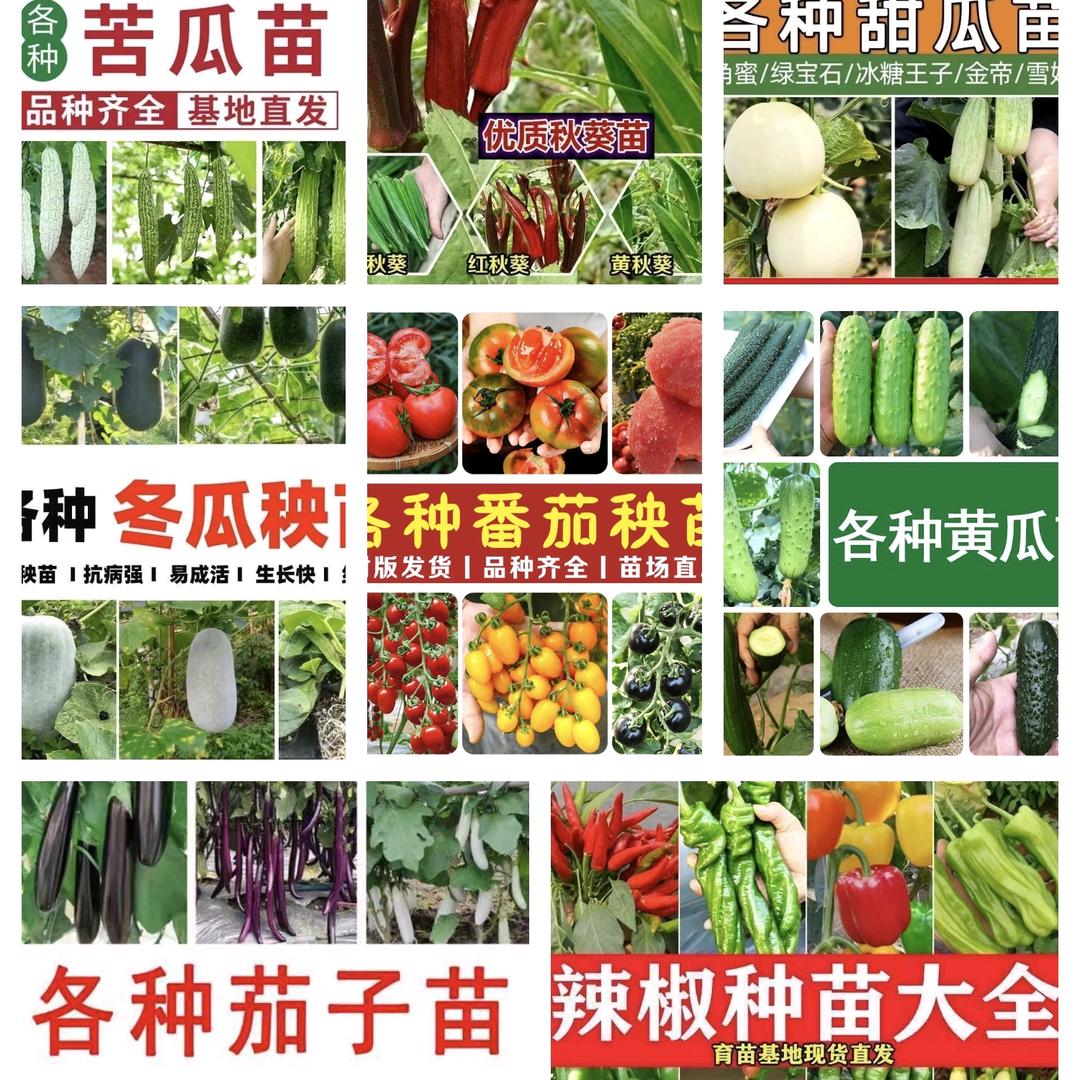 苗小铺果蔬苗