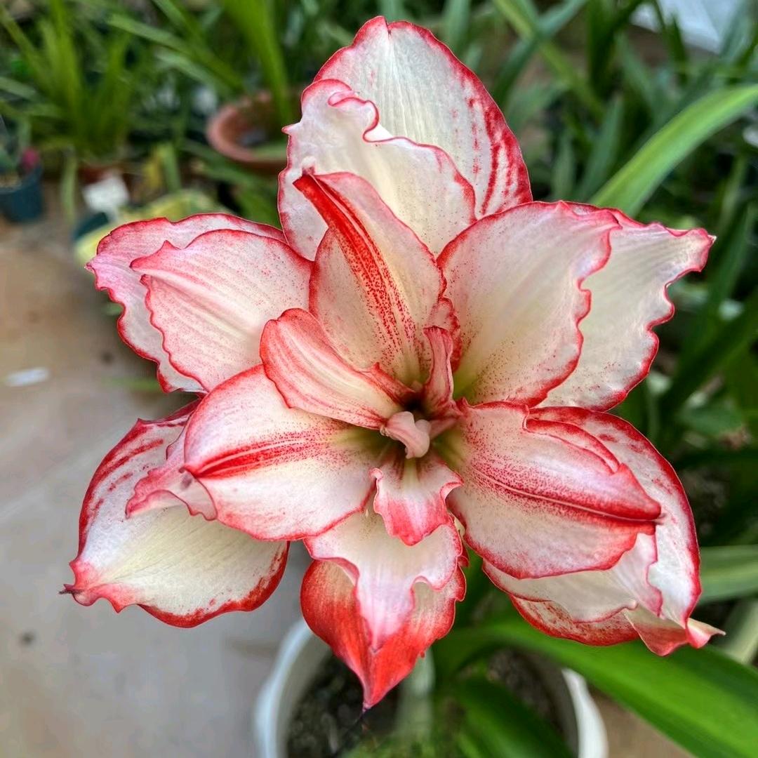 婷姐爱养花