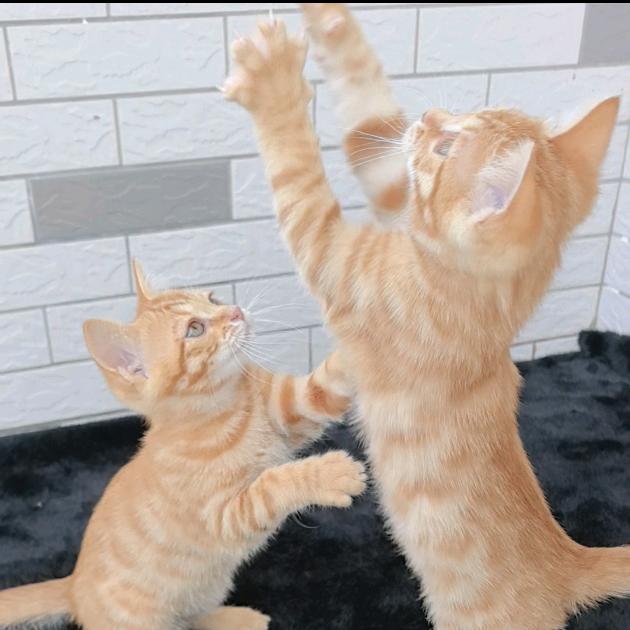 建成是只橘猫