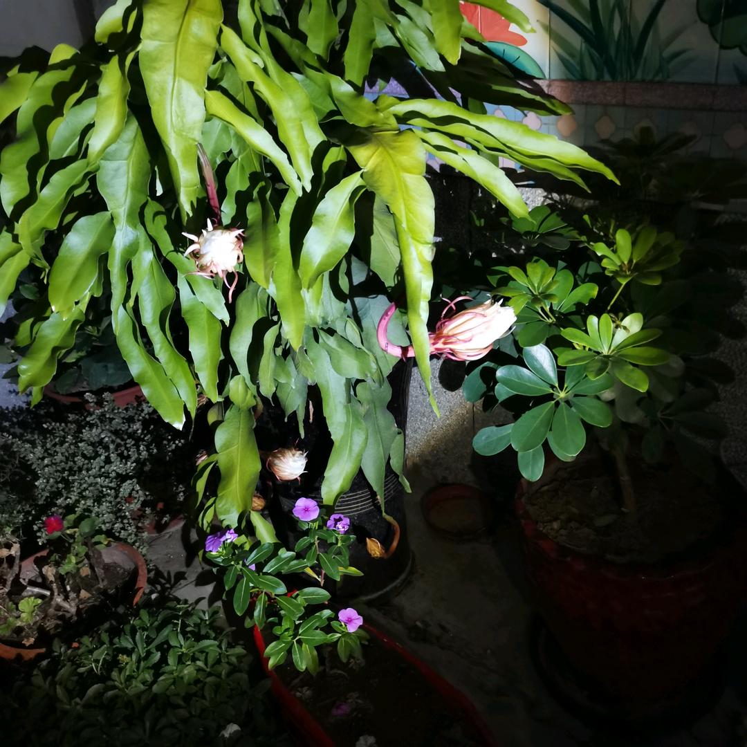 相儒以沫