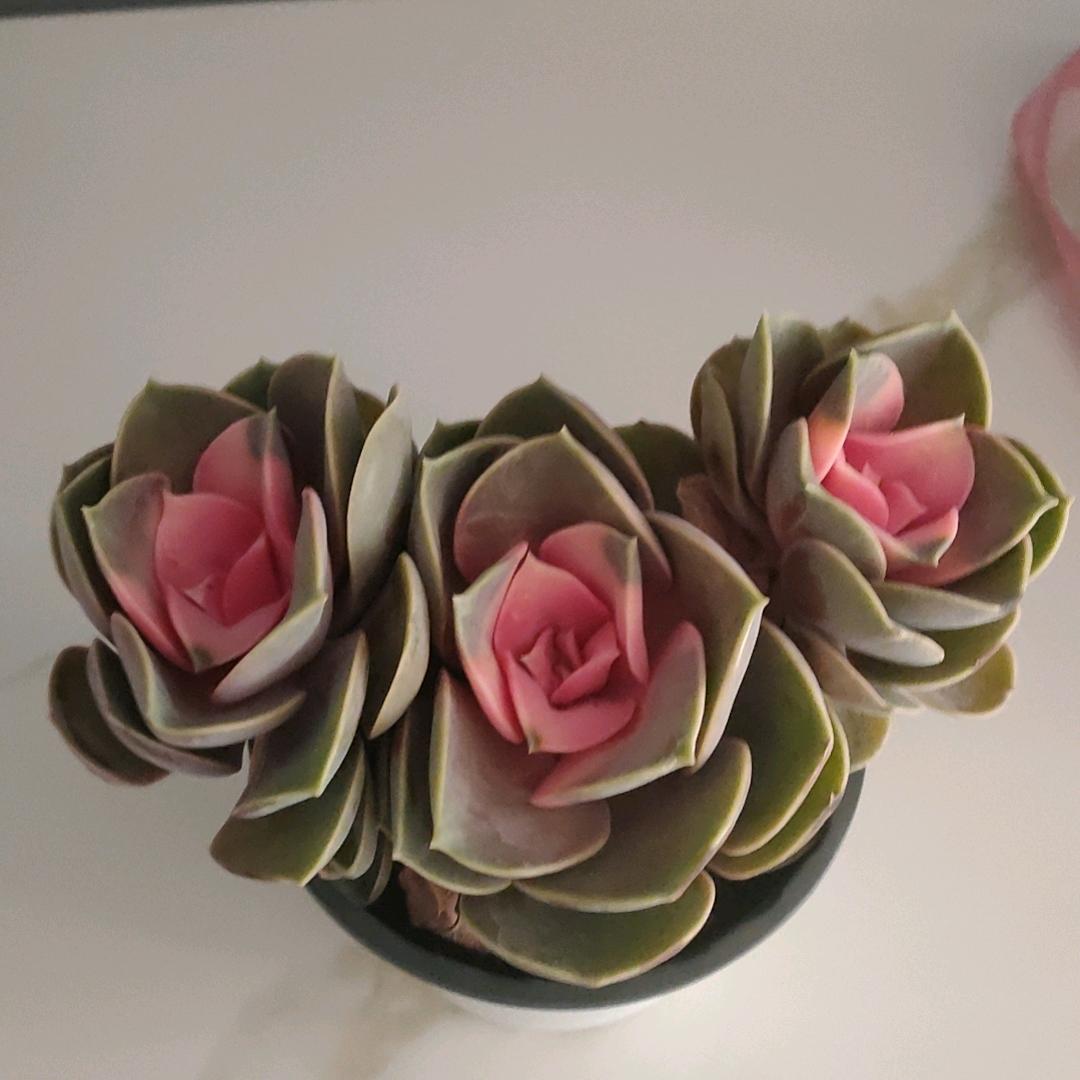 天天