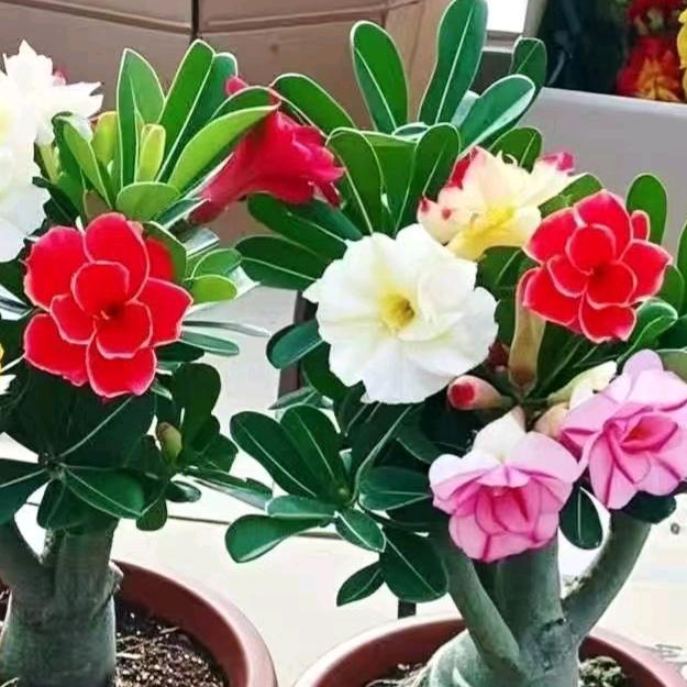 沙漠玫瑰🌹
