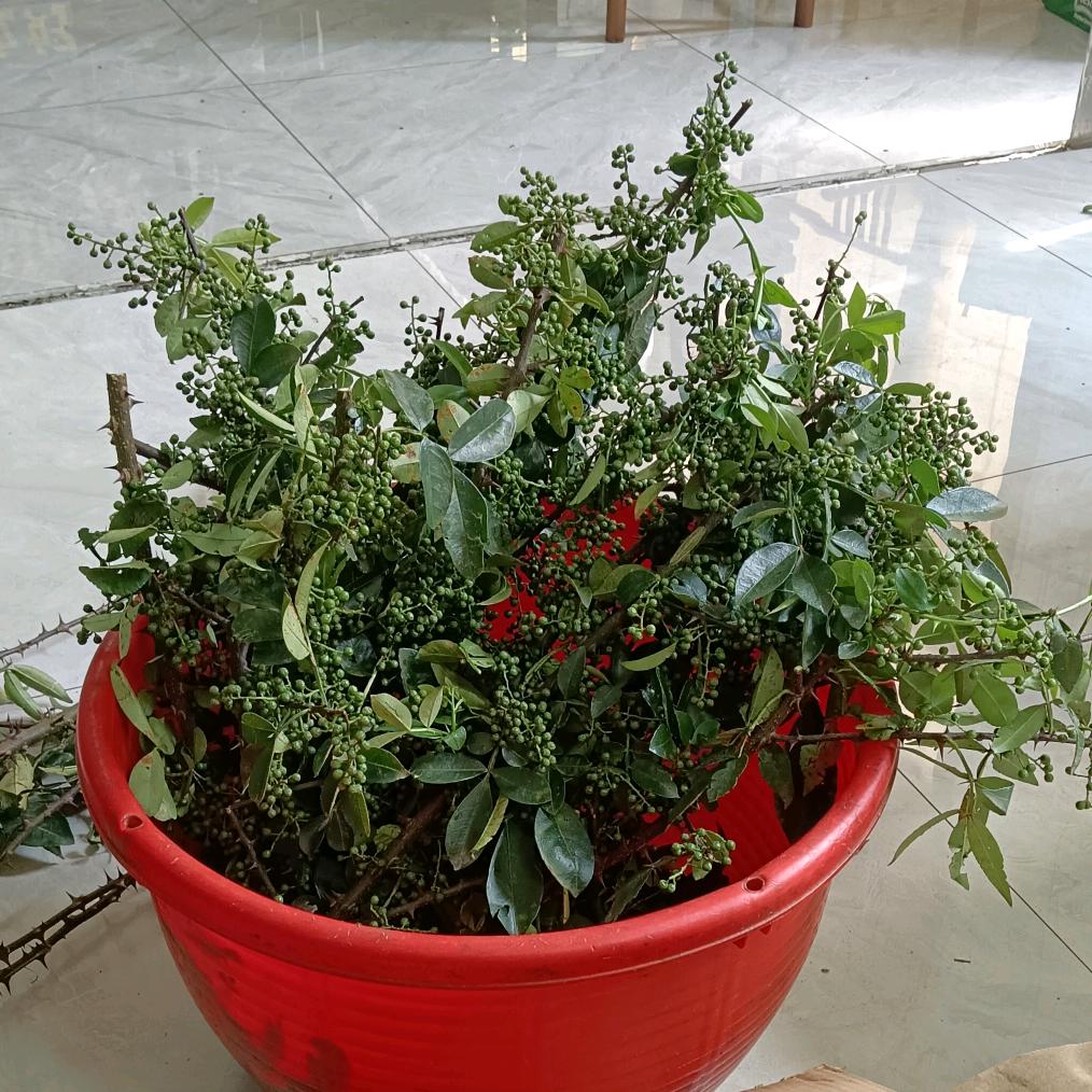 重庆青花椒产地直销邹姐
