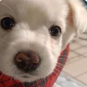 忘记睡喏喏的七秒魚