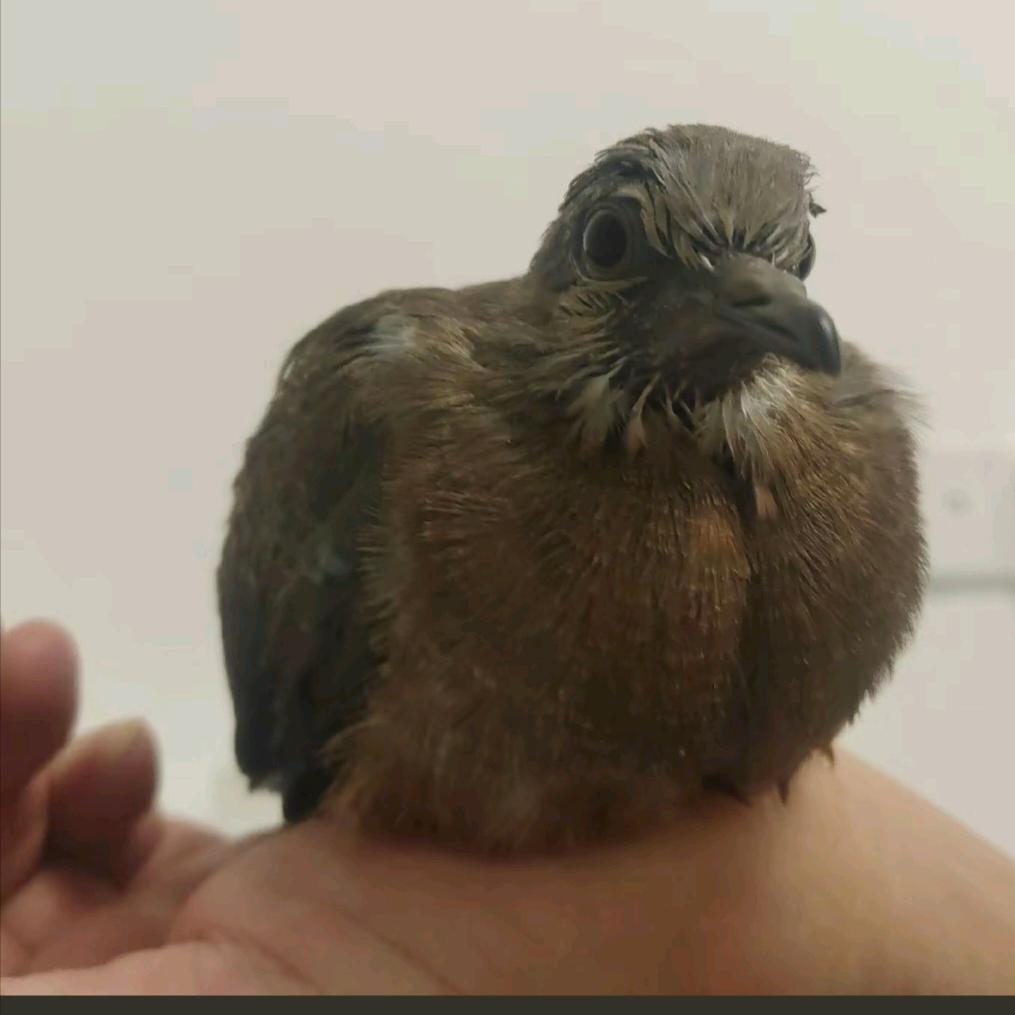 八九不离食
