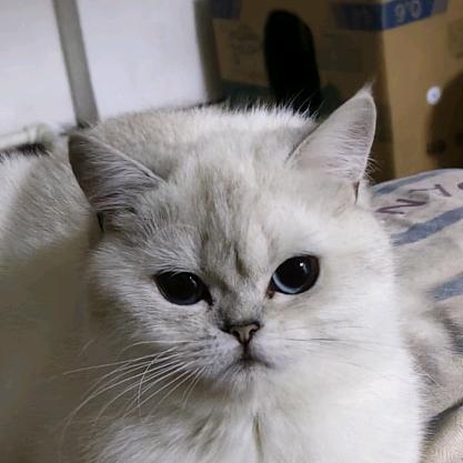 只吃葱花